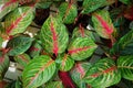 Top view of pink and green aglaonema leaves