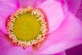 Top view of pink lotus flower. In Buddhism the lotus is known to be associated with purity, spiritual awakening and faithfulness.