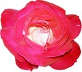 Top View Pink Red Rose flowerhead isolated on white background. Royalty Free Stock Photo