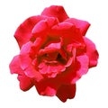 Top View Pink Red Rose flowerhead isolated on white background. Royalty Free Stock Photo
