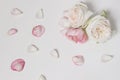 Top view of pink rose petals isolated on white table background.Valentine's day still life. Decorative floral banner Royalty Free Stock Photo