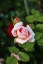Top view of a pink rose Poesie & x28;JACient& x29;