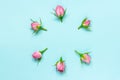 Top view of pink roses arranged in circle over blue background. Abstract floral background.