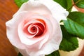 Top view Pink roses