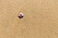 Sea shell on the sand of a beach