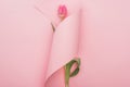 Top view of pink tulip wrapped in paper swirl on pink background