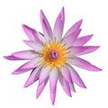 Top view pink water lilly on white background Royalty Free Stock Photo
