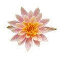 Top view of pink water lily flower Royalty Free Stock Photo