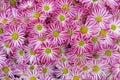 Top view of pink white daisy flowers background Royalty Free Stock Photo