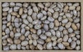 Top view of pinto bean legume, also known as frijol pinto and feijao carioca Phaseolus vulgaris seeds Royalty Free Stock Photo