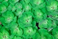 view of Pistia stratiotes L. water lettuce Aquatic Plant on Terracotta basin ,leaves background Royalty Free Stock Photo
