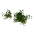 Top view of Plant Bamboo 2 Tree illustration vector