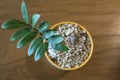 Top view plant in brown pot packed with gravel