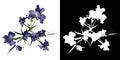 Top view of Plant flowers (Iris tectorum 1) Tree png with alpha channel to cutout made with 3D render Royalty Free Stock Photo