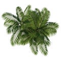 Top view of Plant Generic Palm tree 2 Tree white background 3D Rendering Ilustracion 3D Royalty Free Stock Photo