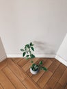 Top view of an plant in a gray pot on a wooden floor near a white wall