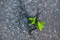 Top view of plant growing on road