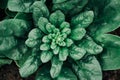 Top view plant in pot