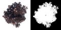 Top view of Plant Sambucus Black Lace Cutleaf Elderberry  Tree png with alpha channel to cutout made with 3D render Royalty Free Stock Photo