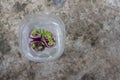 Top view of Planting spring onion in a plastic water bottle. Royalty Free Stock Photo