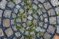 Top view of plants growing from inside the stones of the ground - concept: rebirth