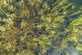 Top view of plants growing in water.