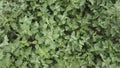 Top view of plants with wavy leaf edges