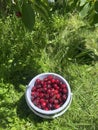 Freshly picked cherries in the home garden Royalty Free Stock Photo