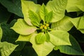 Top view of Poinsettia or Christmas star Royalty Free Stock Photo