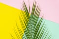 Top view pop layout made of tropical palm leaf lying in the middle on colorful pink, mint and yellow multicolor