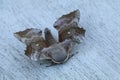 top view of a poplar hawk moth on a wooden table Royalty Free Stock Photo