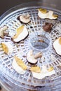 Top view of porcini mushrooms in the dehydrator Royalty Free Stock Photo