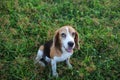 Top view portrait of a cute beagle dog sitting on the green grass outdoor ,shooting with a shallow depth of field Royalty Free Stock Photo