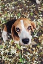Top view, portrait of cute tri-color beagle dog sitting on leaves fall floor ,focus on eye with a shallow depth of field Royalty Free Stock Photo