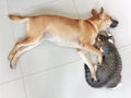 Top view portrait of dog and cat sleeping together on the tile floor Royalty Free Stock Photo