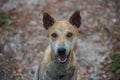 Top view portrait of smiling stray brown dog on field