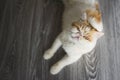 Top view portrait of yellow Exotic shorthair cat Royalty Free Stock Photo