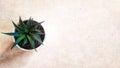 Top view of a pot with haworthia plant in it