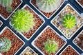 Top view pots of cactus and succulents with different type