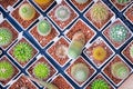 Top view pots of cactus and succulents with different type