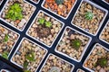 Top view pots of cactus and succulents with different type