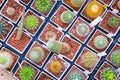 Top view pots of cactus and succulents with different type