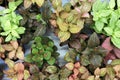 Top view of pots of home flowers Fittonia mix on the counter in the store