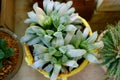 Top View of Potted Haworthia Cooperi Var. Pilifera, Cute Succulent Plants for Home Gardening