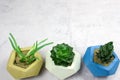 potted succulents on white snone background copy space Royalty Free Stock Photo