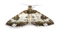 Top view of a Pretty Chalk Carpet moth, Melanthia procellata