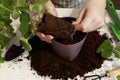 Top view of the process of transplanting a Pelargonium plant by a gardener into a new pot