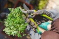 Top view of pruning shears and with them cut oregano in gloved hands.