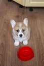 Top view of the puppy the Corgi sits on the floor next to an empty bowl and looks at the owner with a hungry devoted look Royalty Free Stock Photo