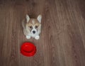 puppy the Corgi sits on the floor next to an empty bowl and looks at the owner with a hungry devoted look Royalty Free Stock Photo